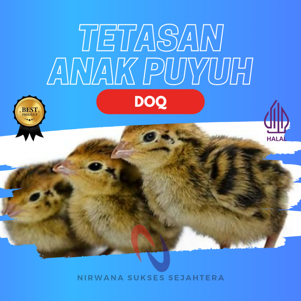 TETASAN ANAK PUYUH / DOQ (DAY ONE QUAIL) FROZEN