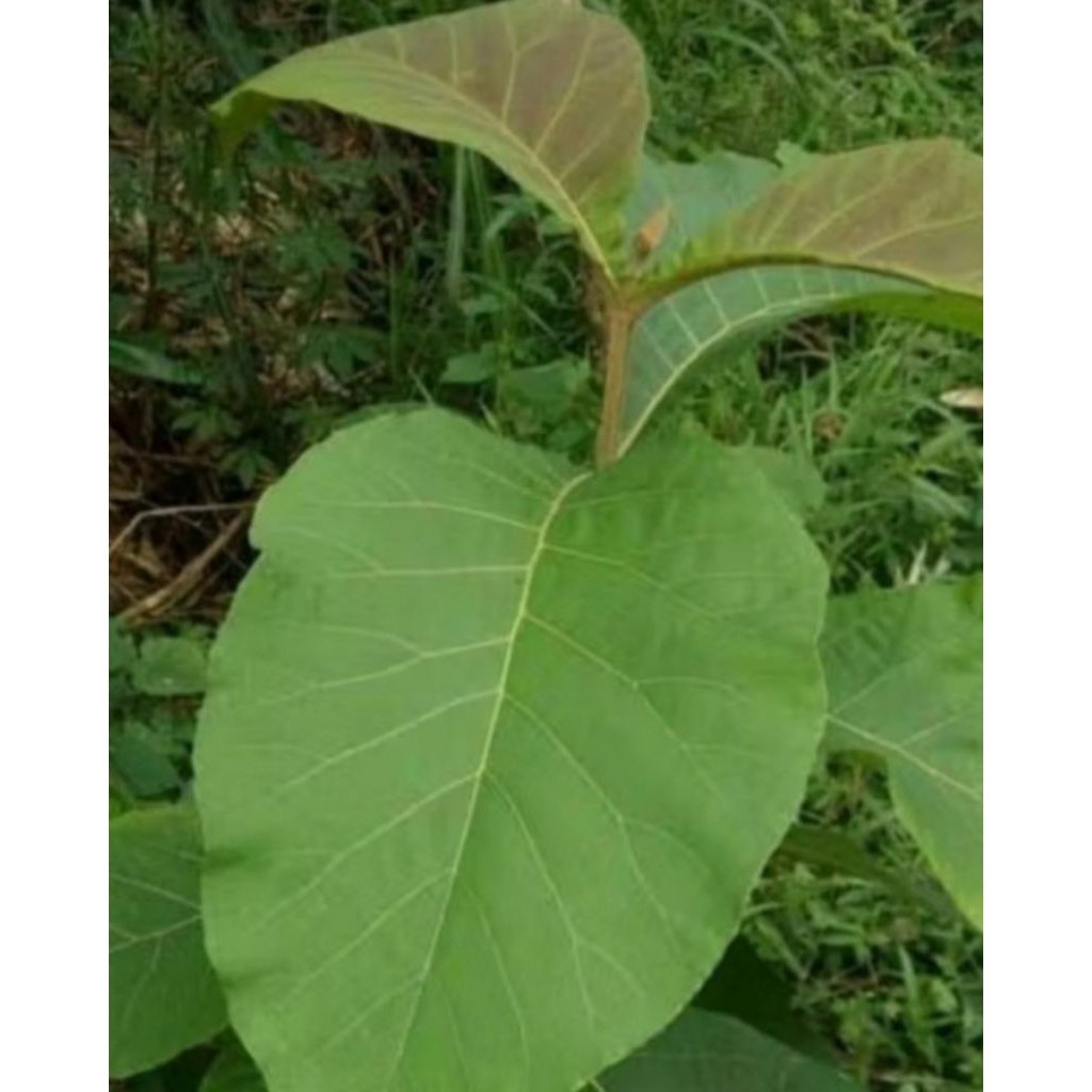 

DAUN JATI 21 PCS LEBAR & FRES
