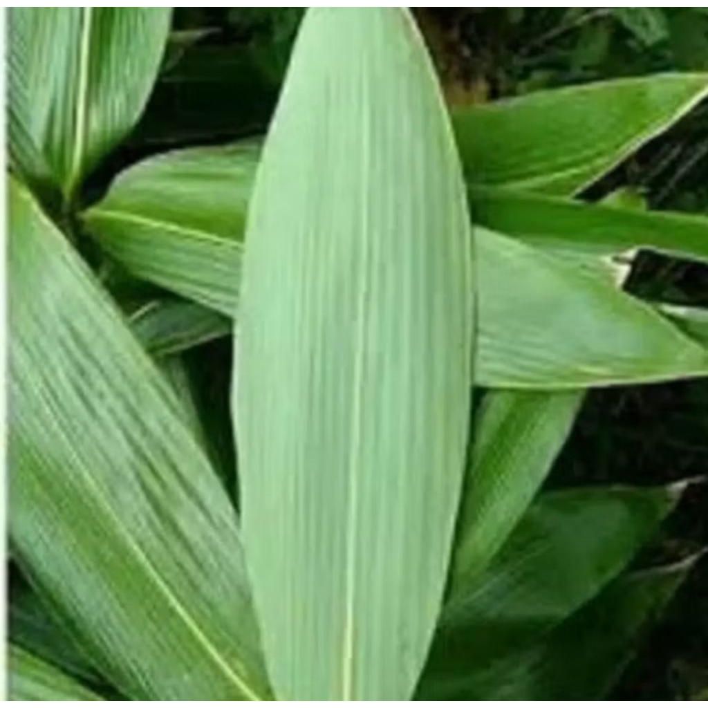 

DAUN BAMBU SUPER 100 PCS,.FRES PILIHAN LEBAR #DAUN AWI