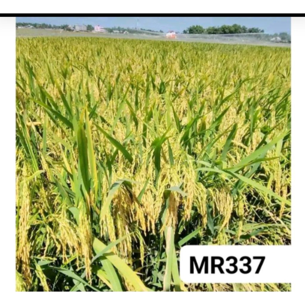 benih padi MR-337 kemasan 5kg