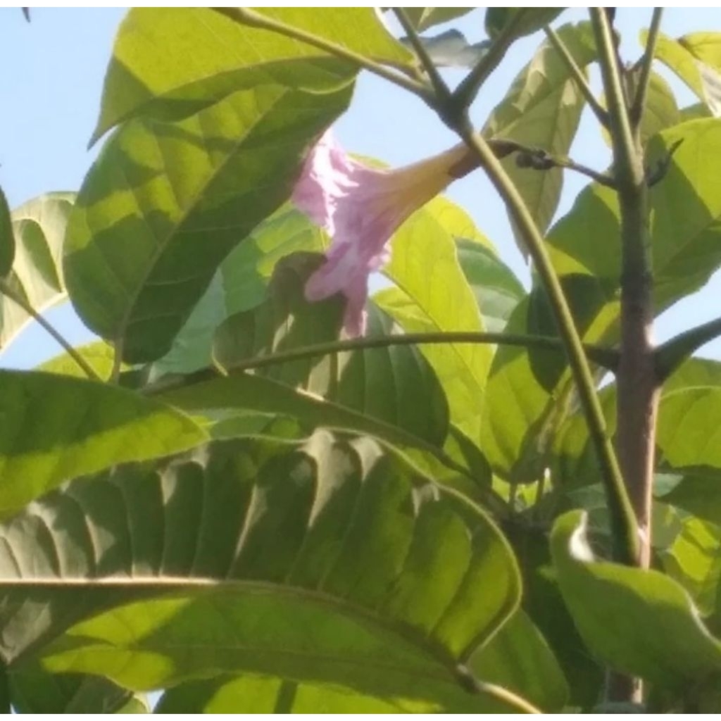 tanaman tabebuya rosea tinggi 2 meter