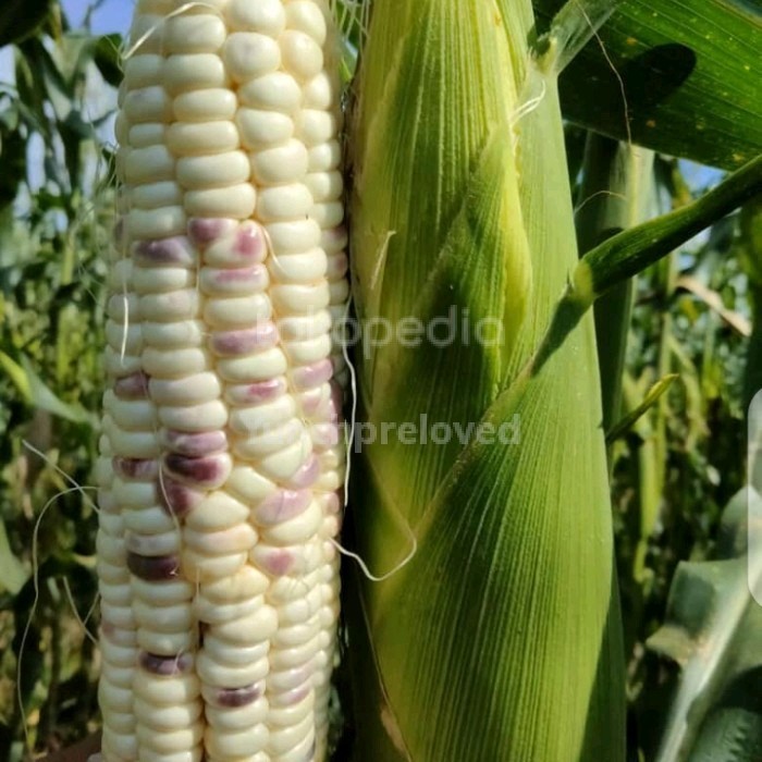 

Jagung Ketan / pulut 1 kg