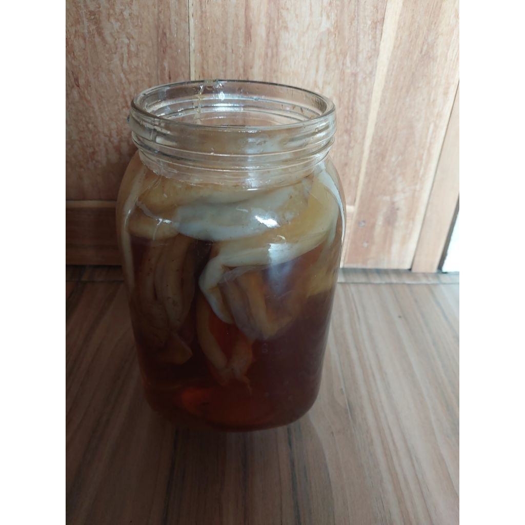 

Scoby untuk buat teh kombucha teh fermentasi jepang baik untuk kesehatan