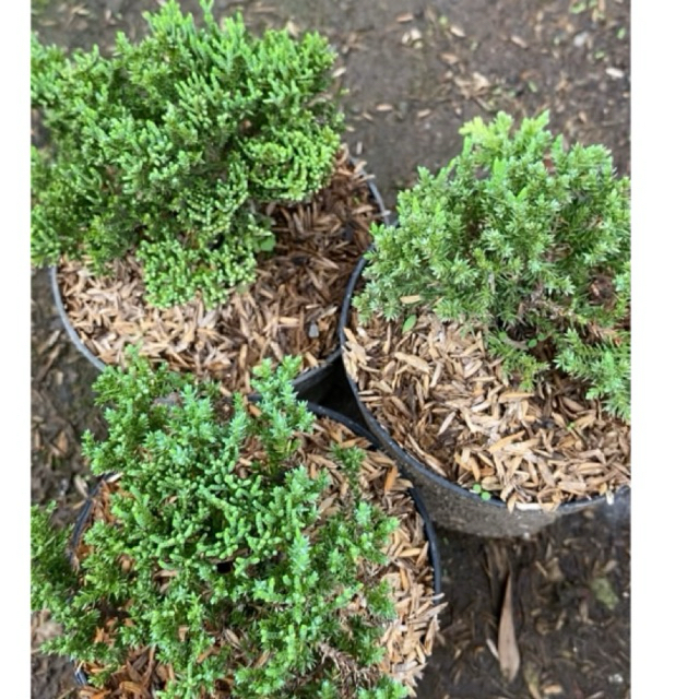 (Baby) CEMARA DWARF /Juniperus Procumbens Nana . Import . RARE STOCK