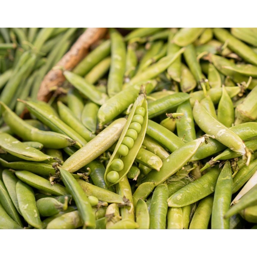

kacang hijau segar 500gr