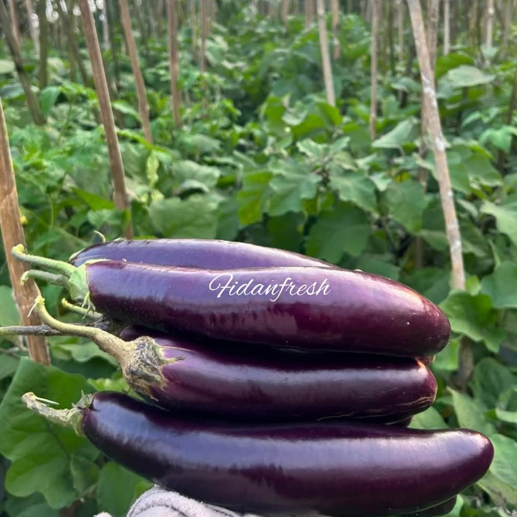 

Terong Ungu Fresh Hasil Dari Kebun Sendiri 1Kg