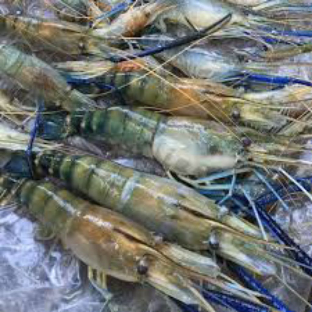 

Udang sungai galah segar / udang sungai galah fresh/ udang galah fresh segar