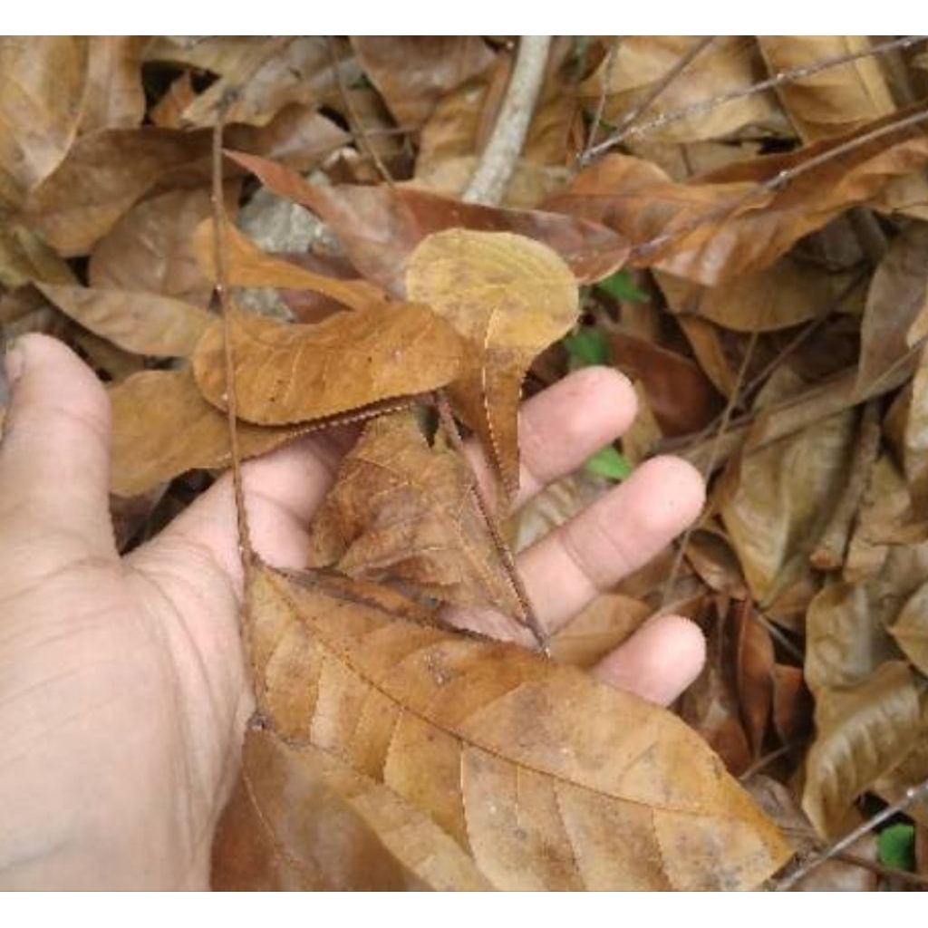 

Daun mahoni kering organik 500 gram-az