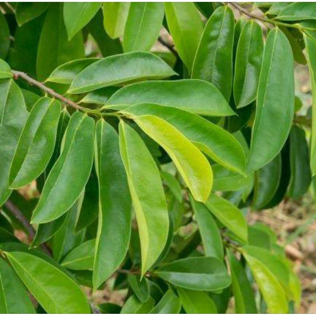 

Daun sirsak segar obat alami