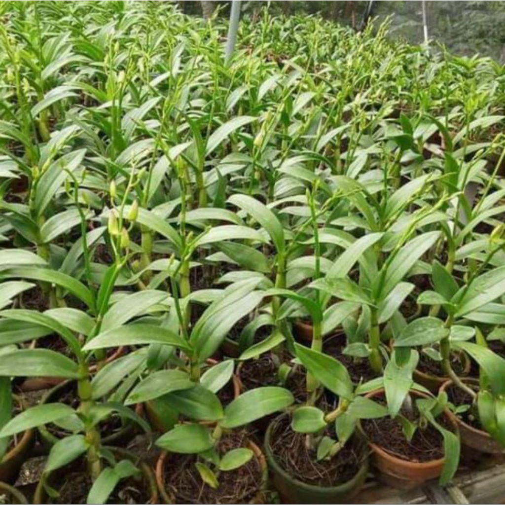 anggrek dendrobium siap berbunga