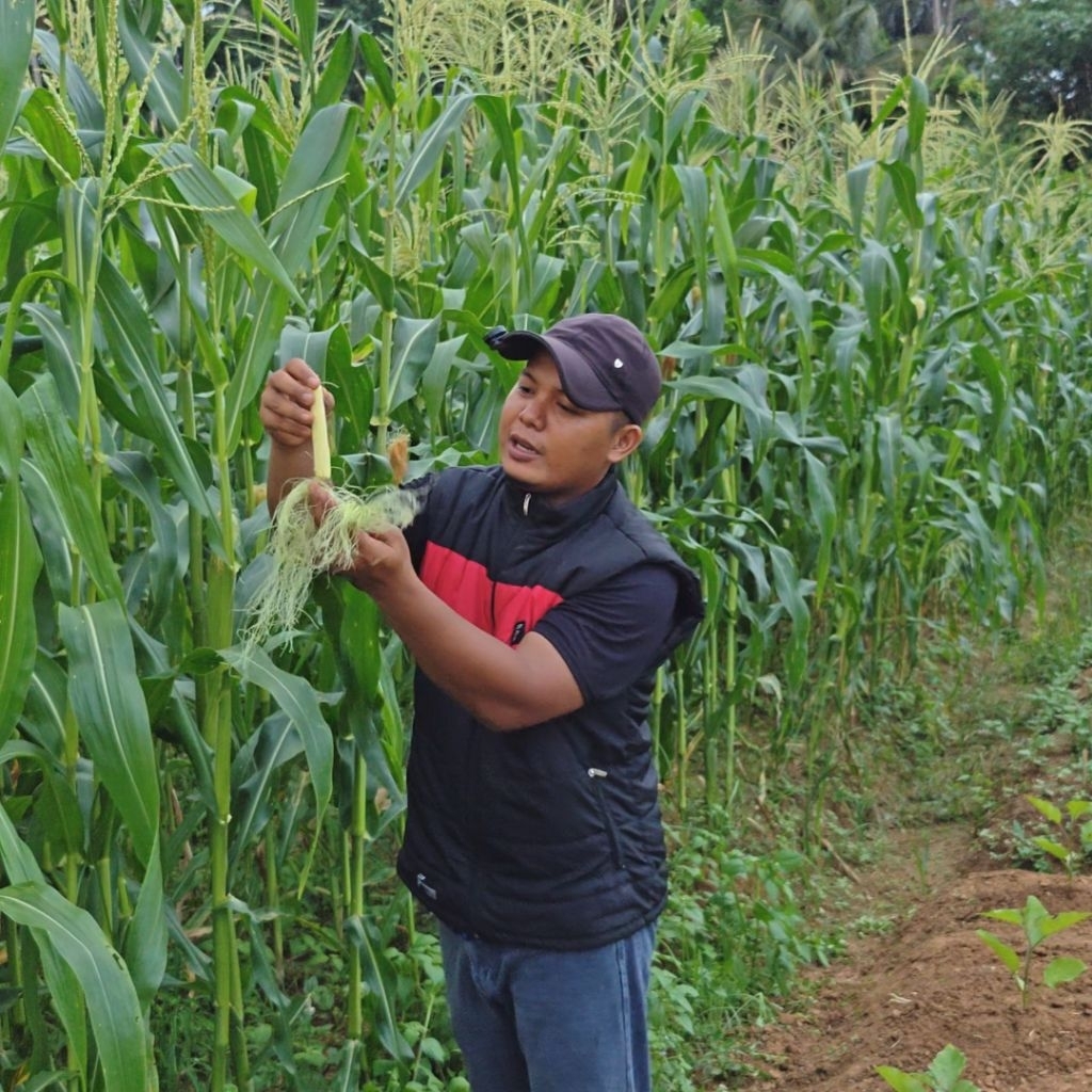 

Baby Cron | JAGUNG SEMI | JAGUNG MUDA | PUTREN Untuk Berbagai Masakan