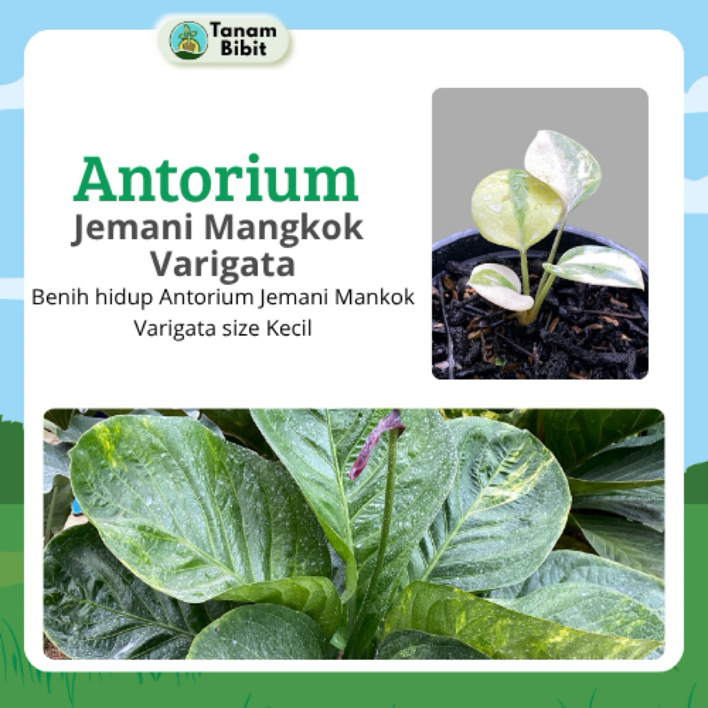 Antorium Jemani Varigata