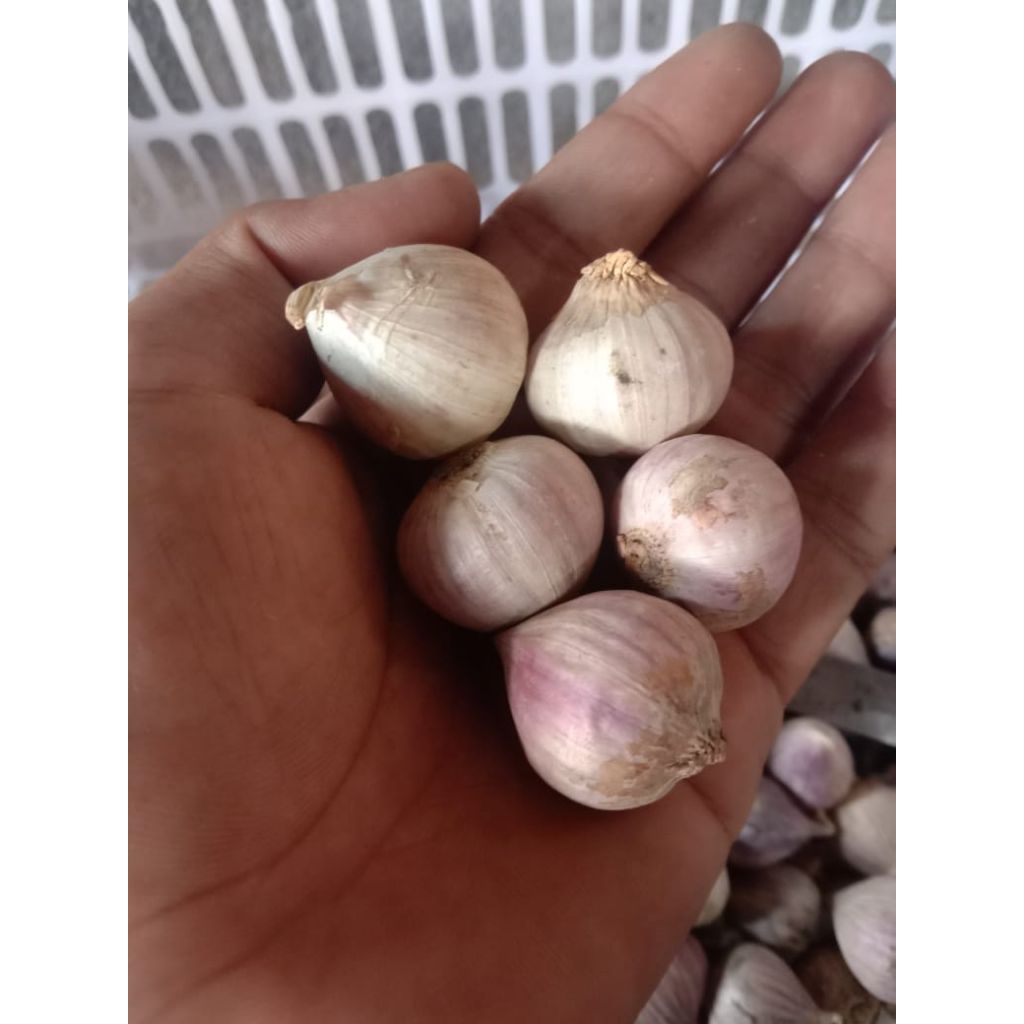 

bawang tunggal/bawang lanang