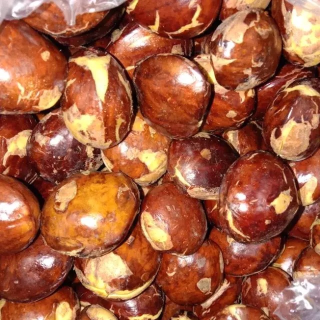 

Jengkol Tua Jengkol Murah 1 Kg Segar Berkualitas
