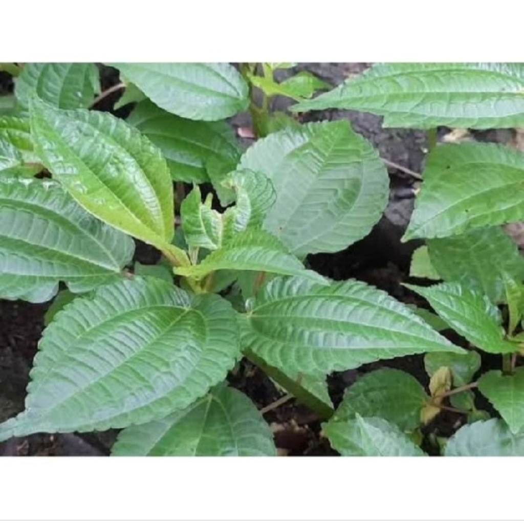 

daun poh pohan segar fresh untuk lalaban 100 gram