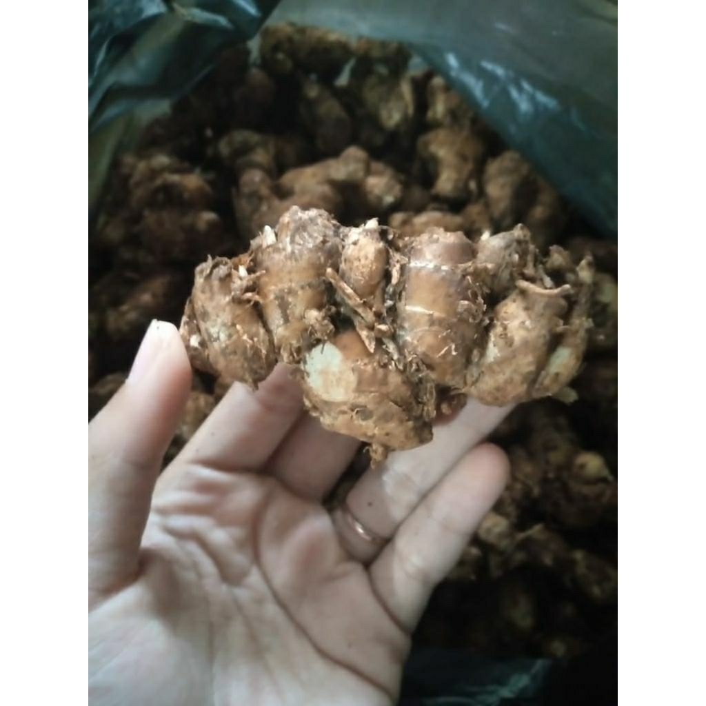 

kencur asli subang 50kg bumbu seblak bumbu dapur