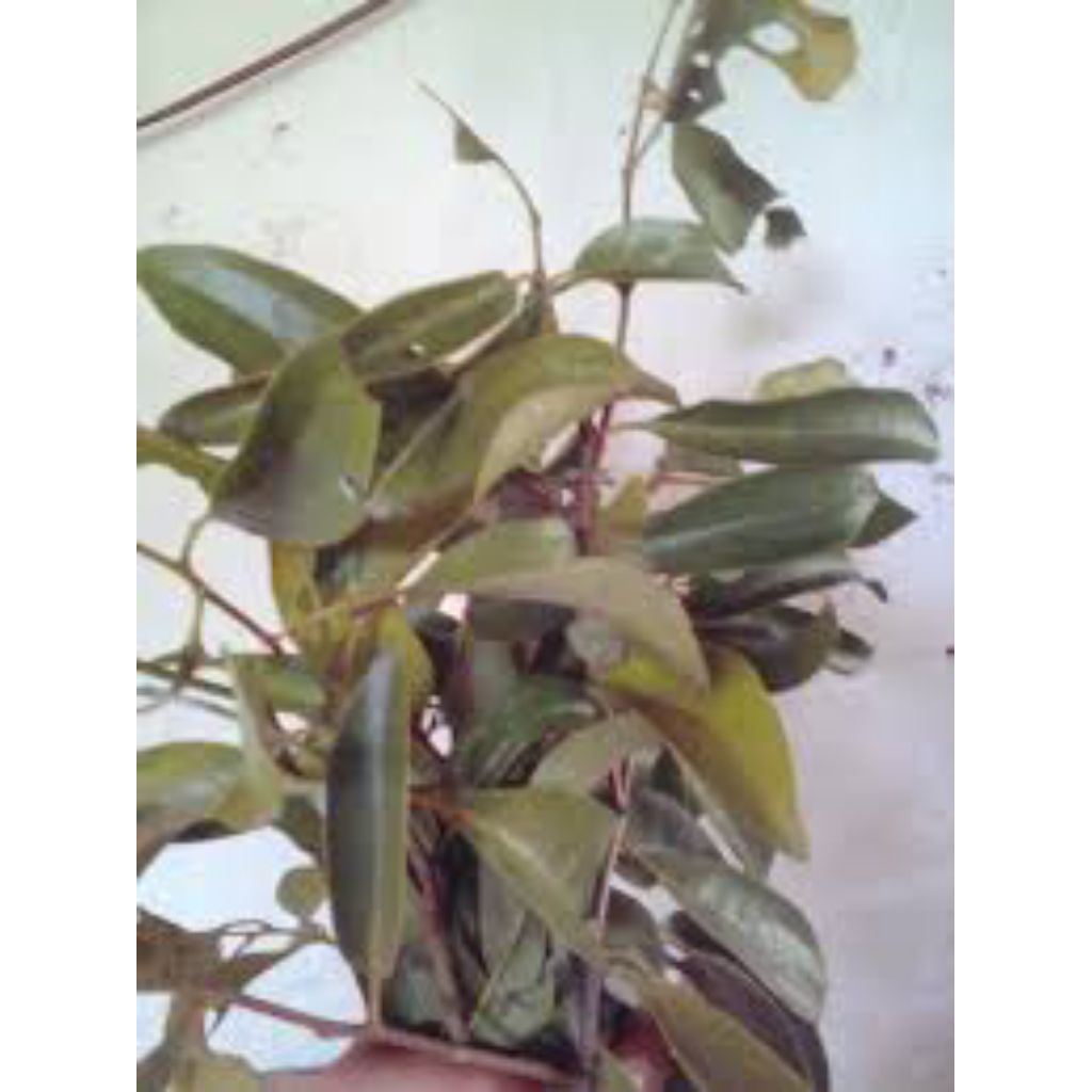 

benalu randu segar pres 500grm