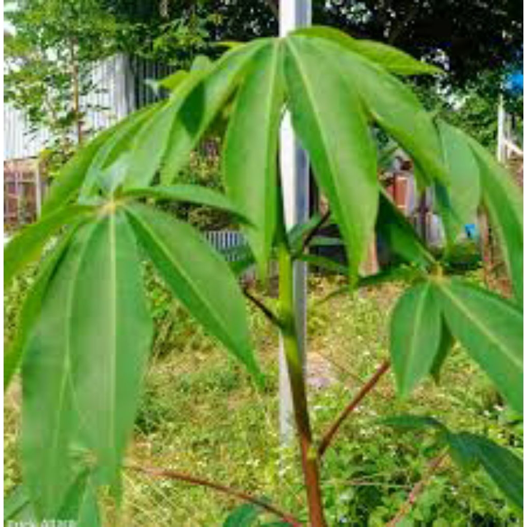 

daun randu segar pres 500grm