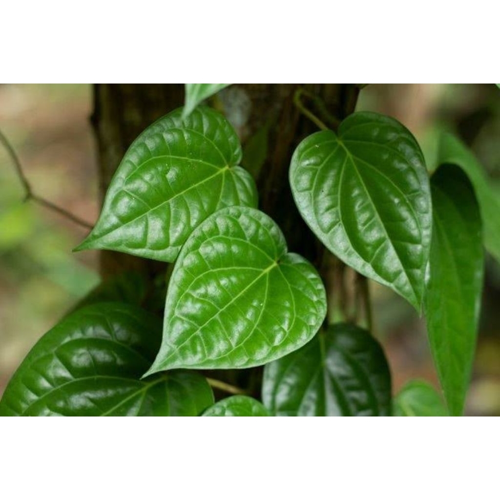 

daun sirih hijau segar langsung petik 30 pcs