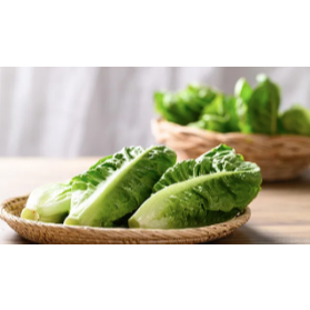 

Selada Romaine Segar Medan Daily Market