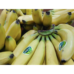 

Pisang Cavendish Medan Daily Market