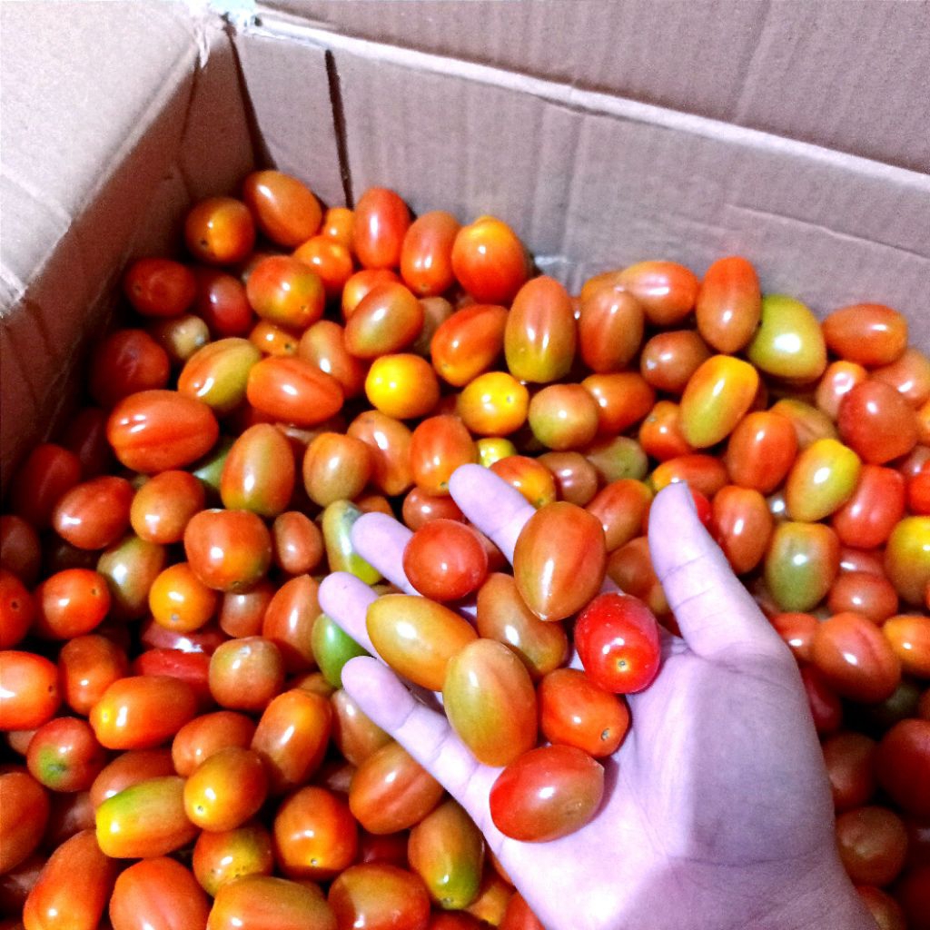 

Fresh Tomat Cherry Salad (500gr)