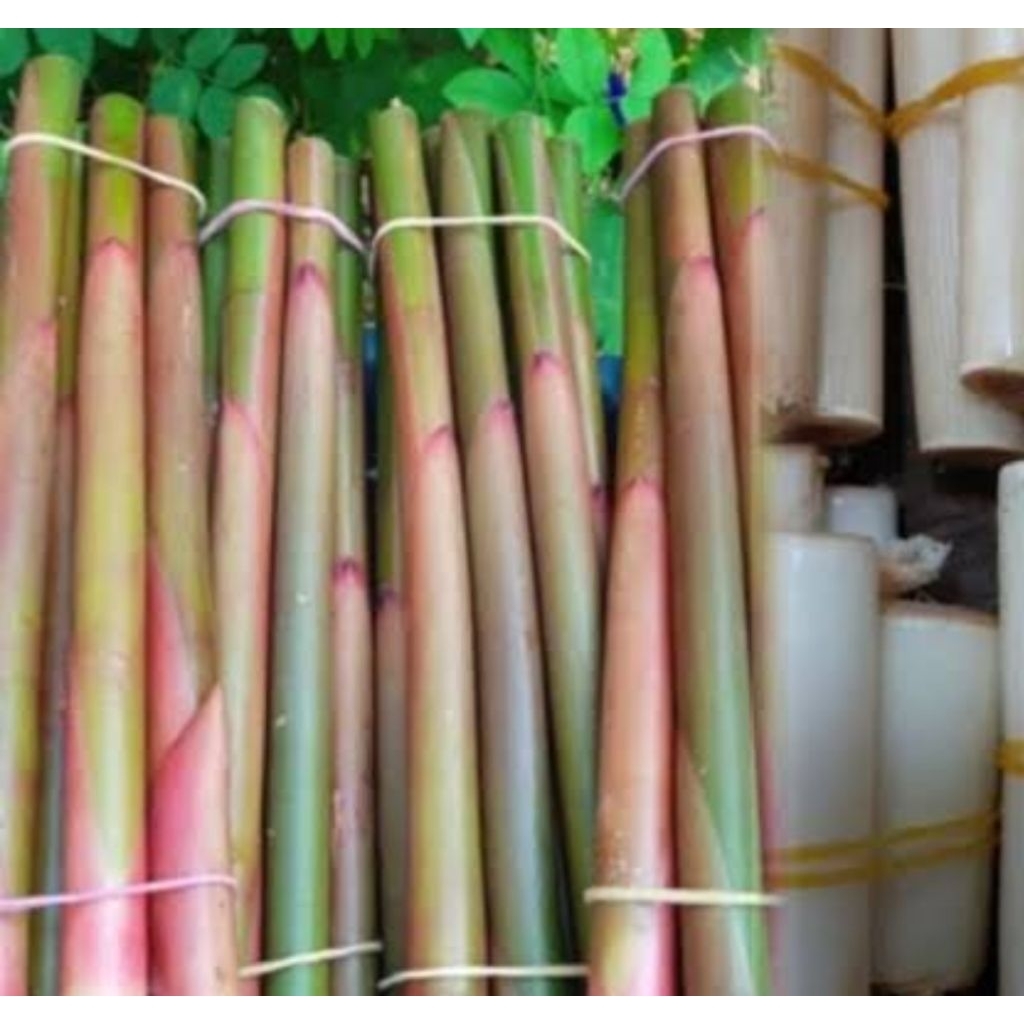 

Batang kecombrang MUDA batang honje muda 1 kg-az