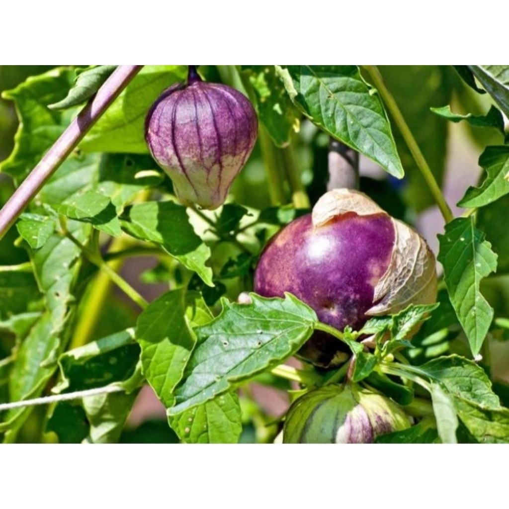 3 Biji - Benih PURPLE TOMATILLO, jenis ciplukan jumbo