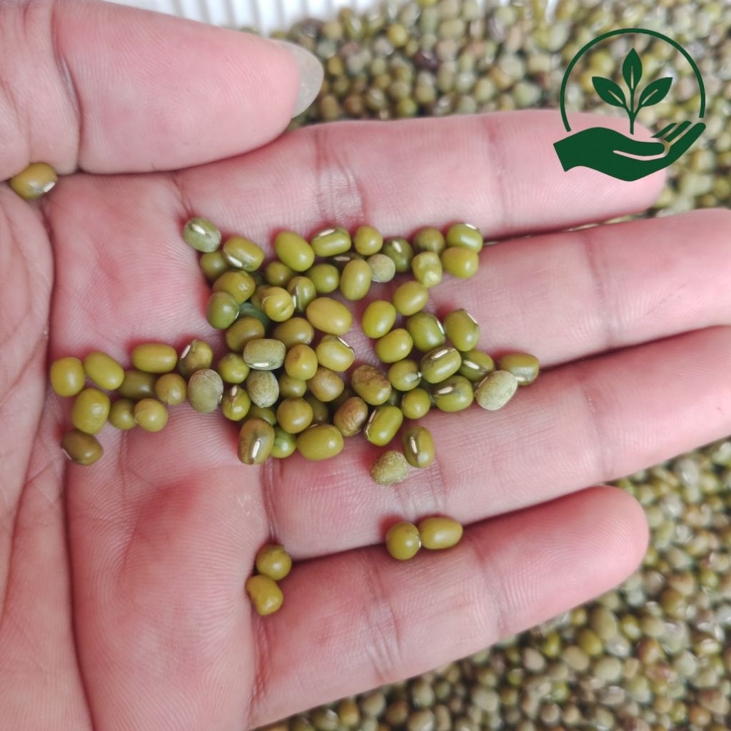 

Kacang Hijau Kacang Ijo Super