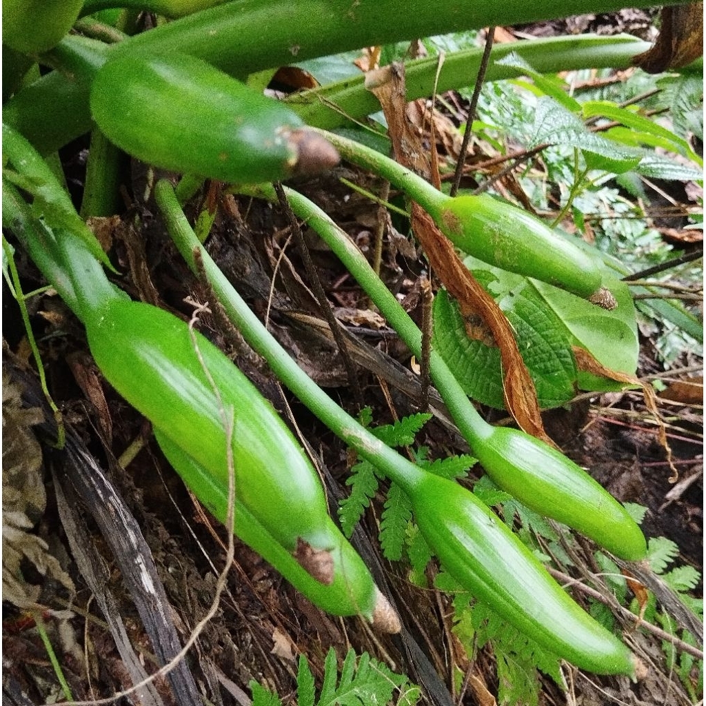 

Buah cariang segar petik langsung 1 kg-az