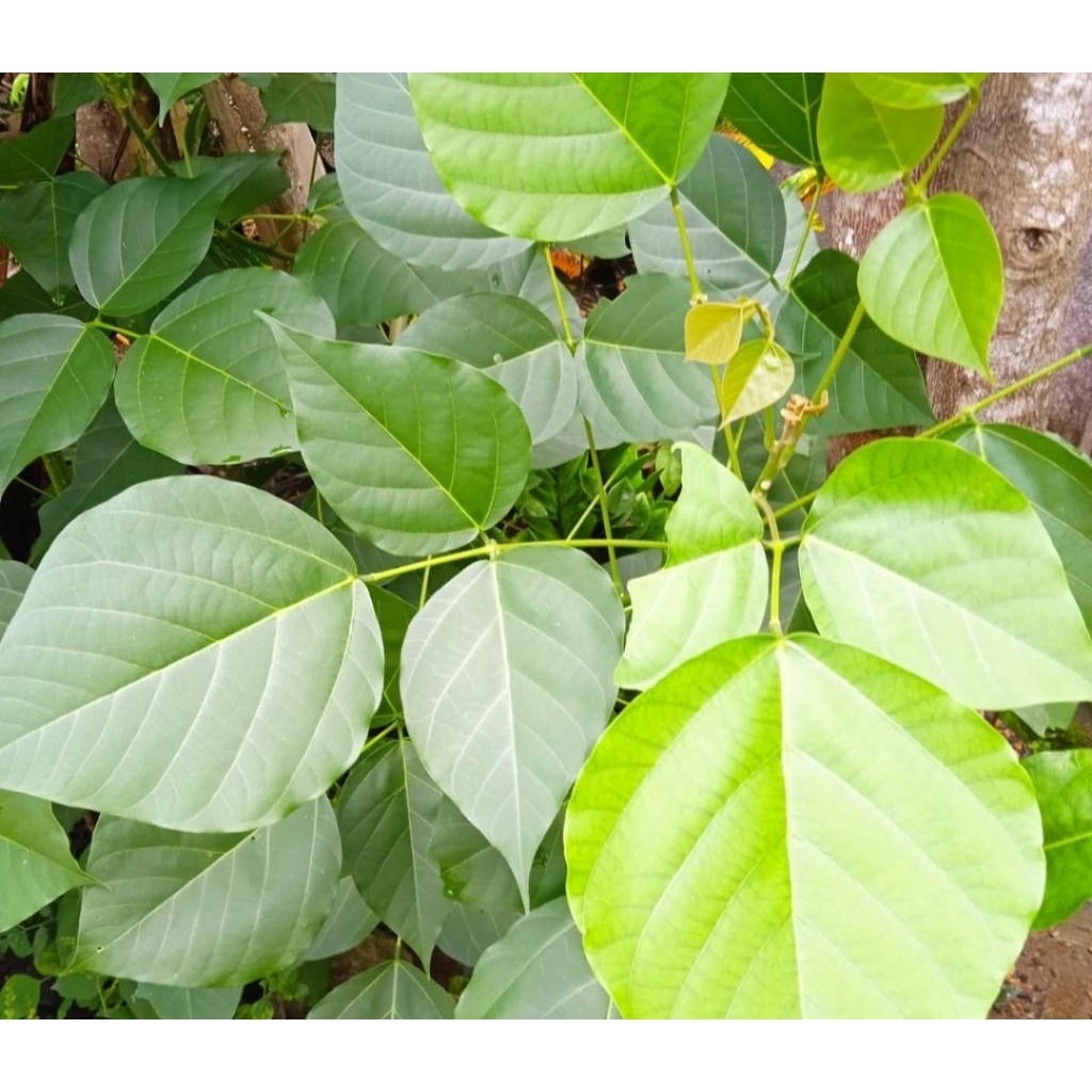 

Daun dadap serep segar petik langsung 25 lembar-az