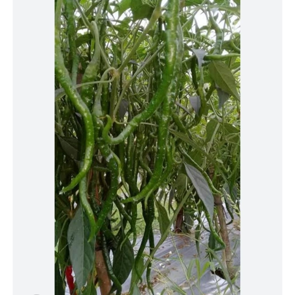 

MURAH!! 30 BIJICABE HIJAU