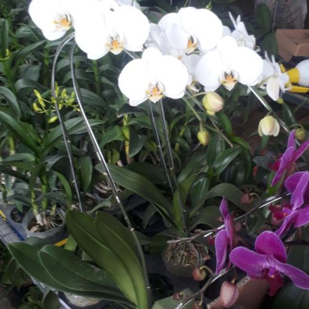 Pohon anggrek bulan putih