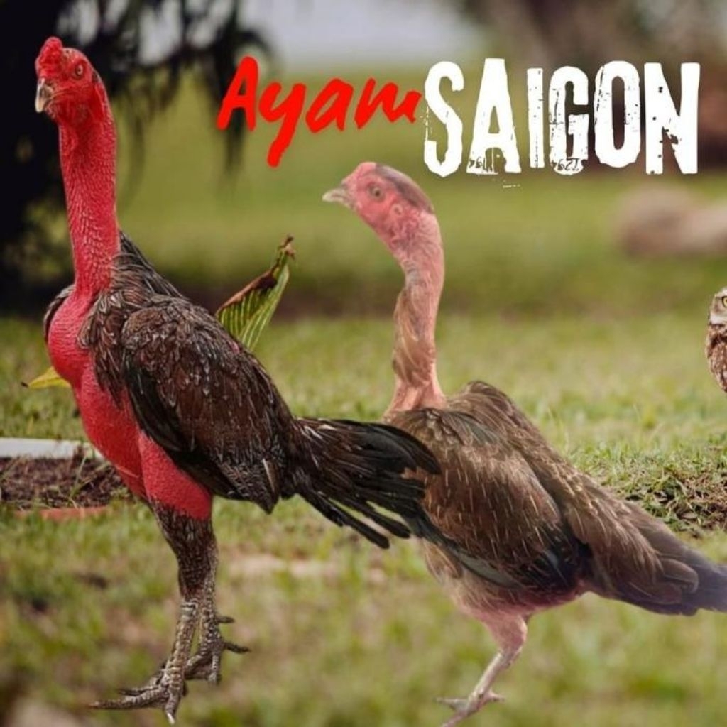 

Telur Ayam Saigon Fertil siap untuk ditetaskan