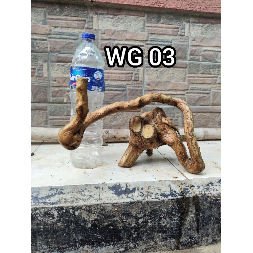 bahan dongkelan wahong gunung  meliuk  unik