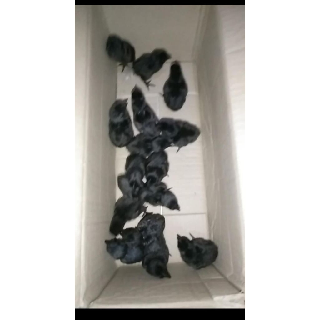 Ayam Cemani Asli Anakan