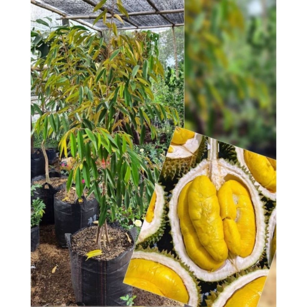 

DURIAN IKAN MAS KAKI 3 HASIL STEK BATANG