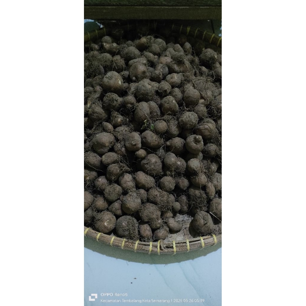 

Kentang Hitam atau kentang Kelinci
