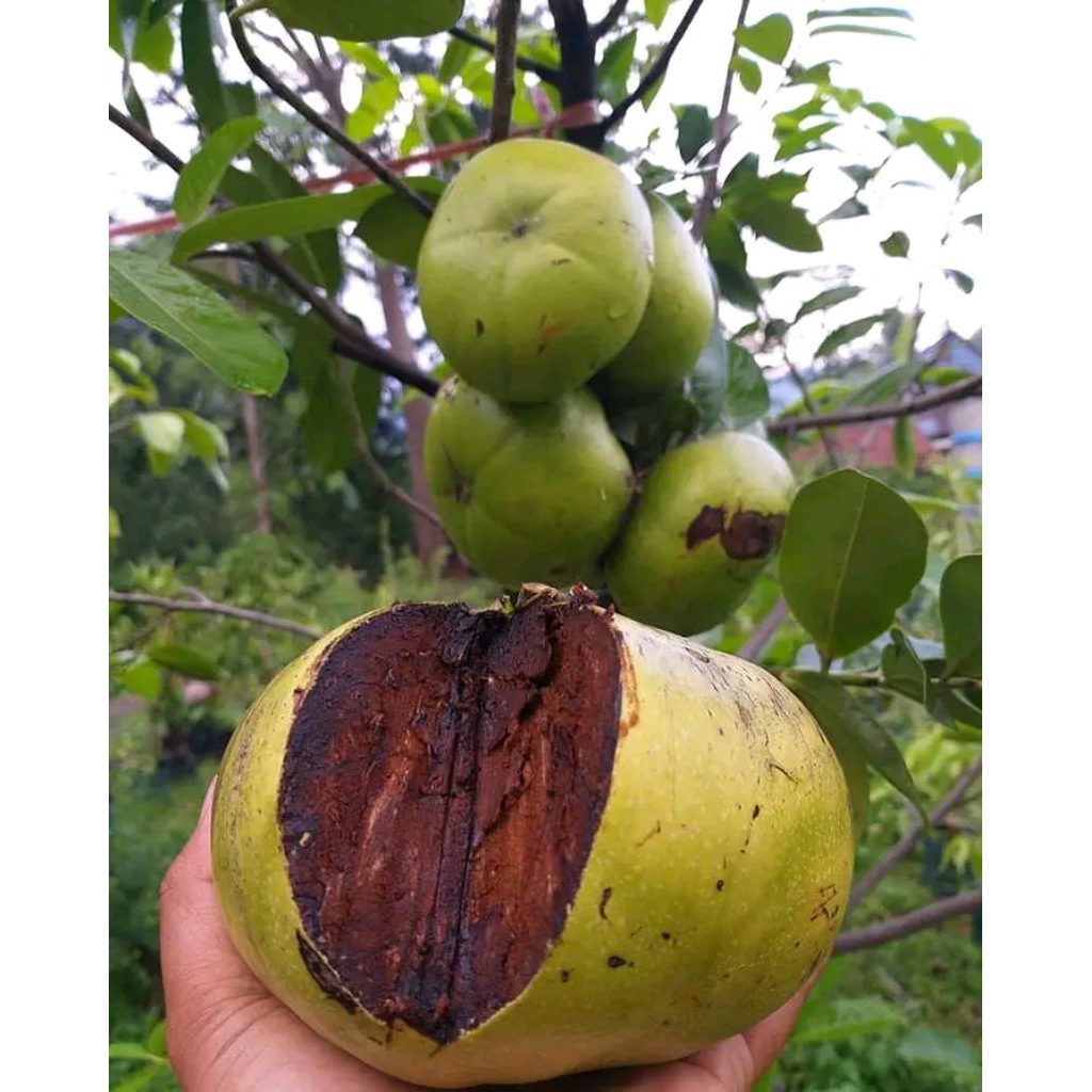 

Buah Black sapote (buah langka)