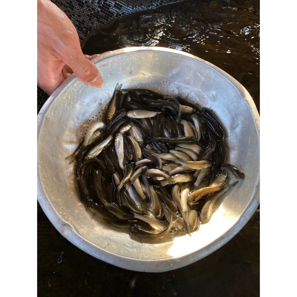 

paket murah benih ikan graskap