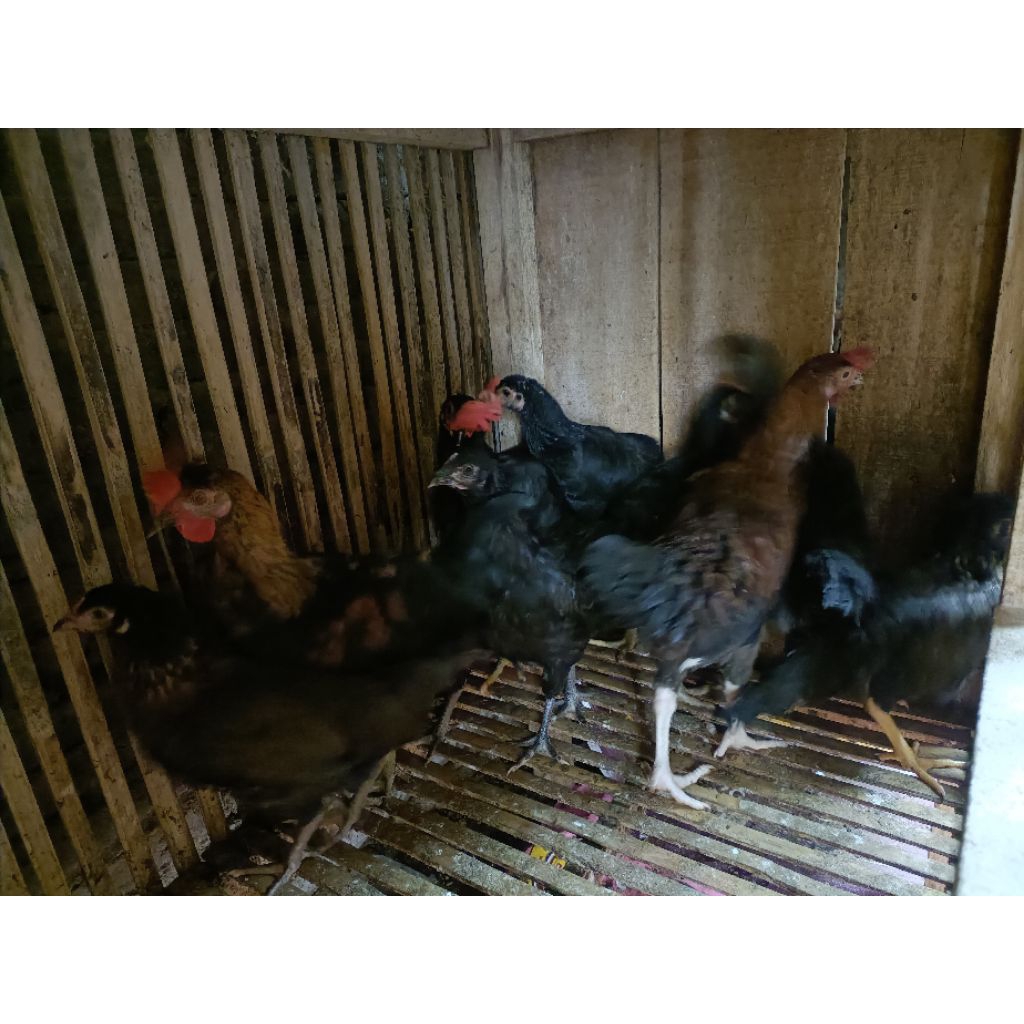 Ayam KUB umur 4 bulan (1 jantan 1 betina)