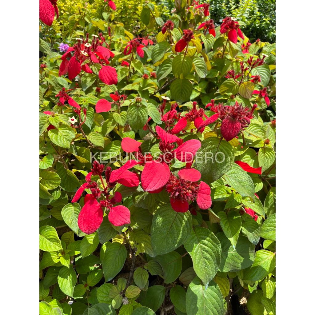 Tanaman Bunga Nusa Indah Merah - Tanaman Hias Nusa Indah Merah