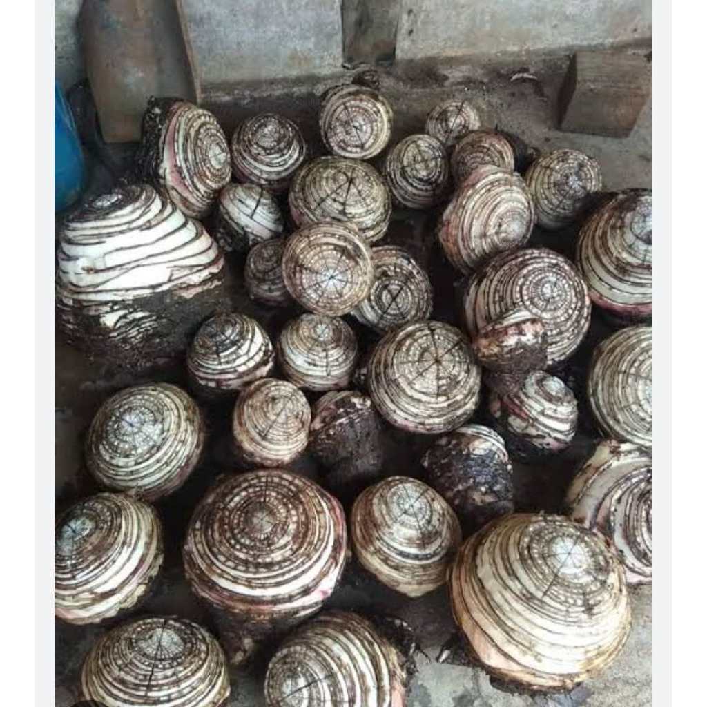 

Bonggol pisang batu asli organik berat 1 kg siap paka