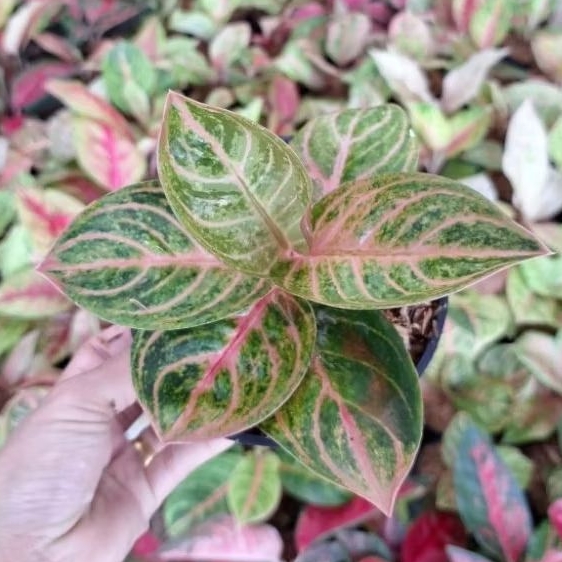 Aglaonema Rinjani
