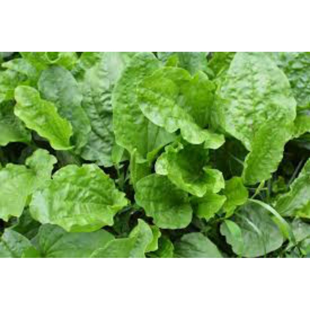 

daun sendok asli pres 300grm