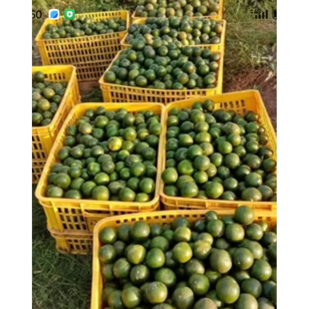 

jeruk peres asli jember fres 1 kg