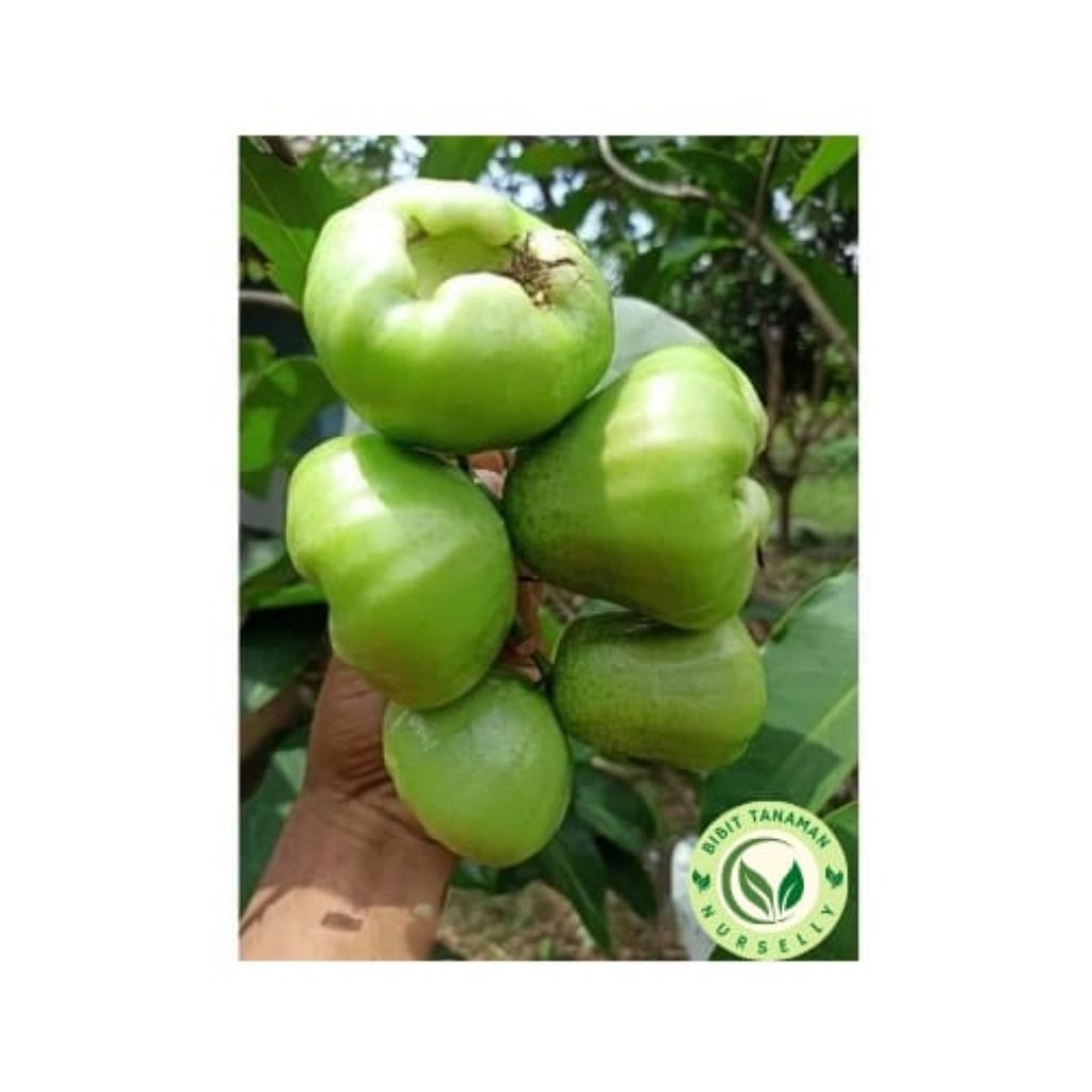 Bibit Pohon Jambu Air Kiojok / Jambu Air Manis / Jambu Air  Favorit /  Jambu Air Bisa Berbuah Ditabu