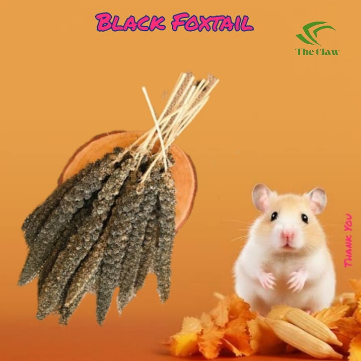 (The Claw) Black Foxtail / Jewawut Hitam Snack Makanan Hamster, Burung