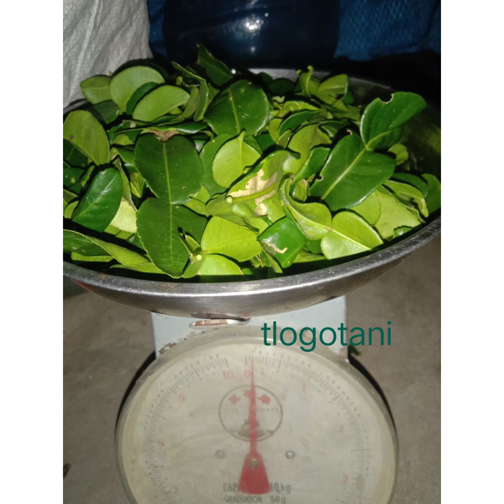 

daun jeruk 8 fresh 100g