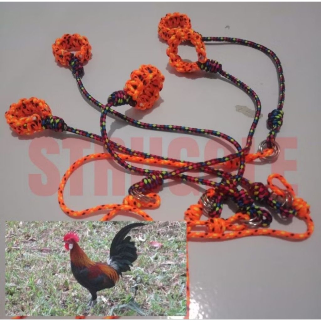 TALI KAKI AYAM HUTAN